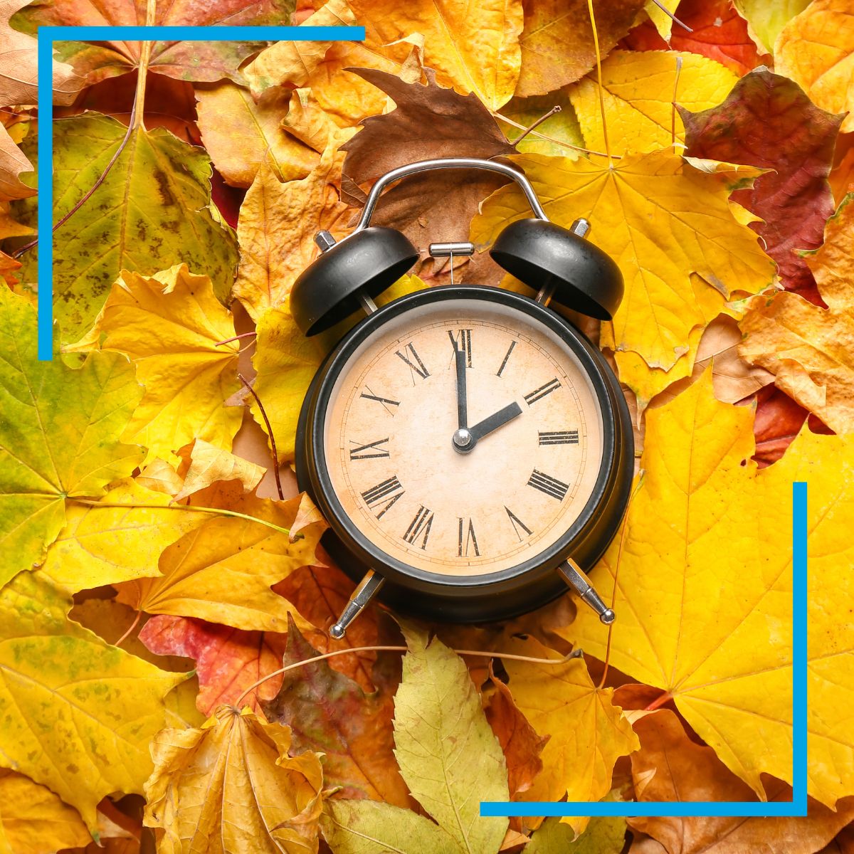 Alarm clock nestled in leaves